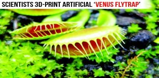 Scientists 3D-print artificial ‘Venus flytrap’