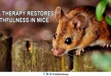 Novel therapy restores youthfulness in mice