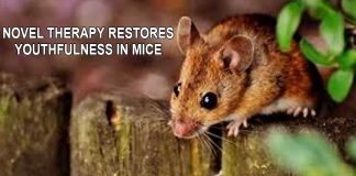 Novel therapy restores youthfulness in mice