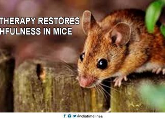 Novel therapy restores youthfulness in mice