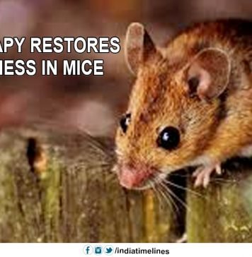 Novel therapy restores youthfulness in mice