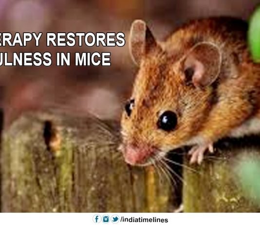 Novel therapy restores youthfulness in mice
