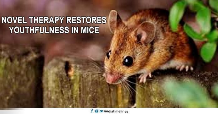 Novel therapy restores youthfulness in mice