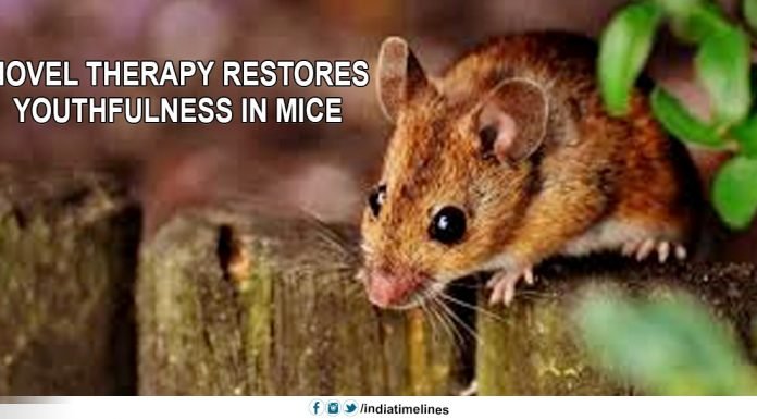 Novel therapy restores youthfulness in mice