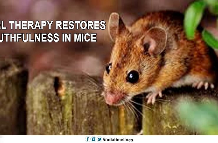Novel therapy restores youthfulness in mice