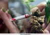 Cancer patients more likely to use marijuana
