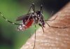 Zika Virus: So far 28 patients of Zika in Kerala: know everything about this mosquito-borne virus