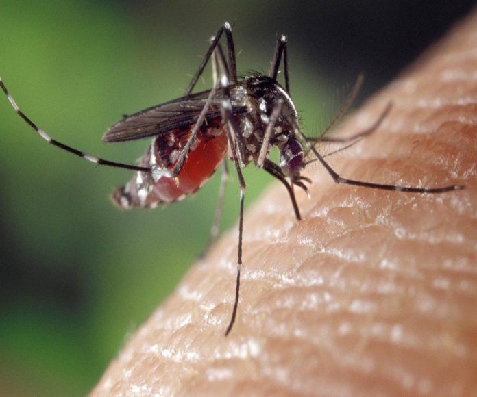 Zika Virus: So far 28 patients of Zika in Kerala: know everything about this mosquito-borne virus