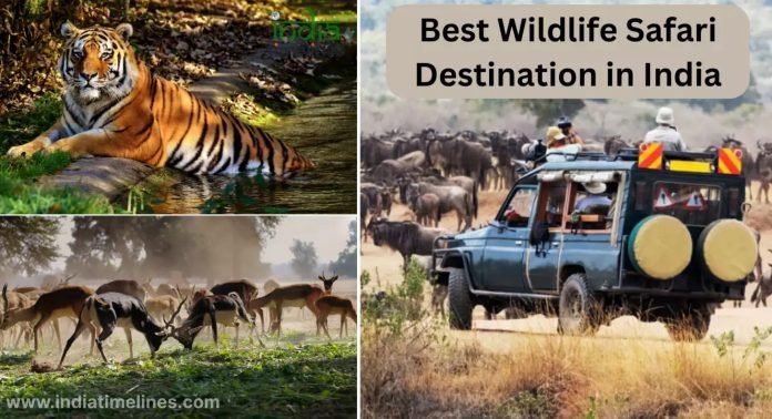 Tourist Famous Destination for Wildlife Safari in India