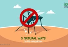 5 Natural And Effective Ways That Keep Mosquitoes Away