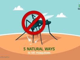 5 Natural And Effective Ways That Keep Mosquitoes Away