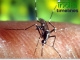 West Nile Virus